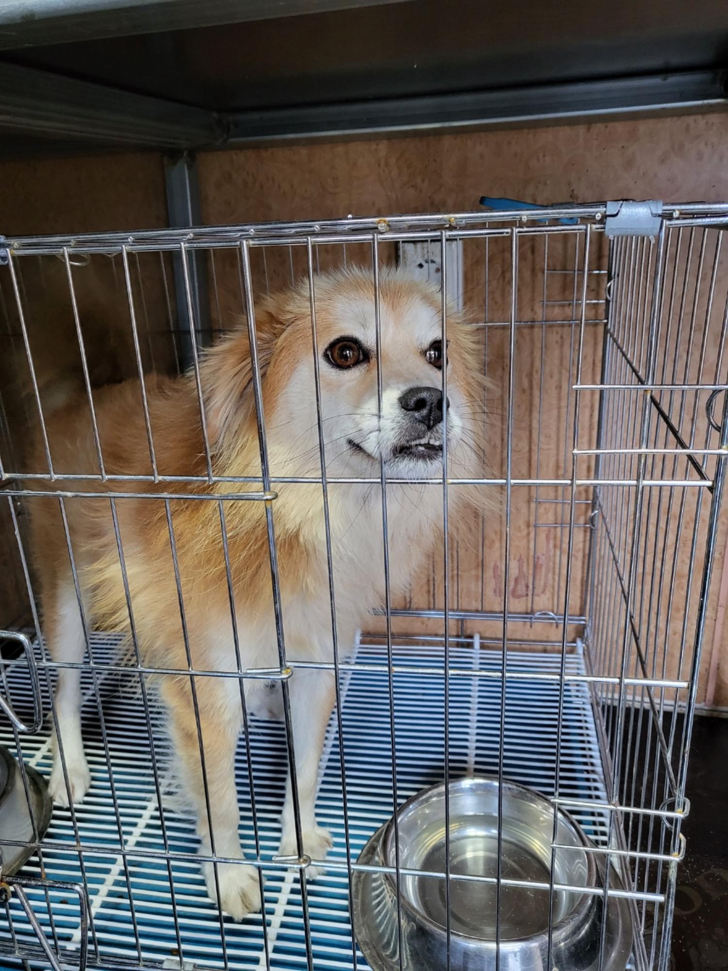 삼척시동물보호센터_442424202300611